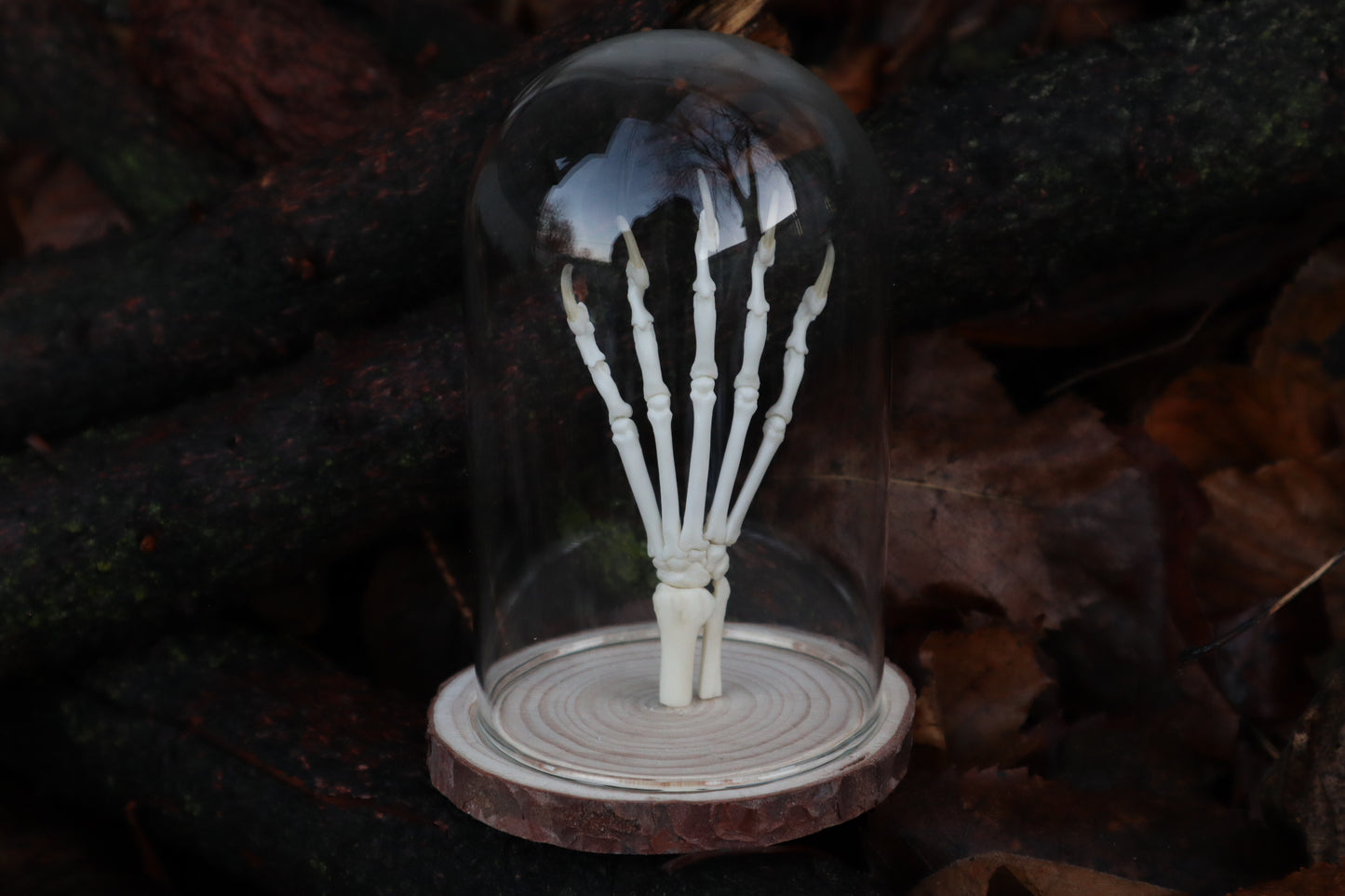 Polydactyl Cat Paw Articulation in Glass Dome