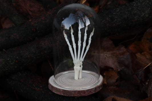 Polydactyl Cat Paw Articulation in Glass Dome