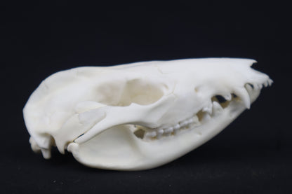 Pathological Opossum Skull