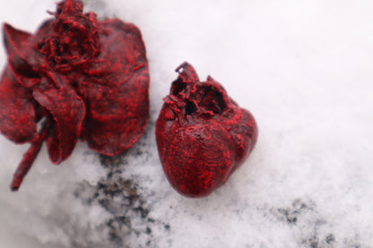 Dry Preserved Groundhog Heart and Lungs