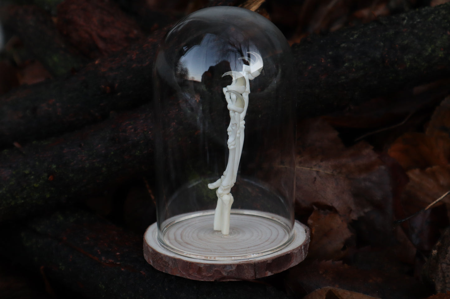 Polydactyl Cat Paw Articulation in Glass Dome