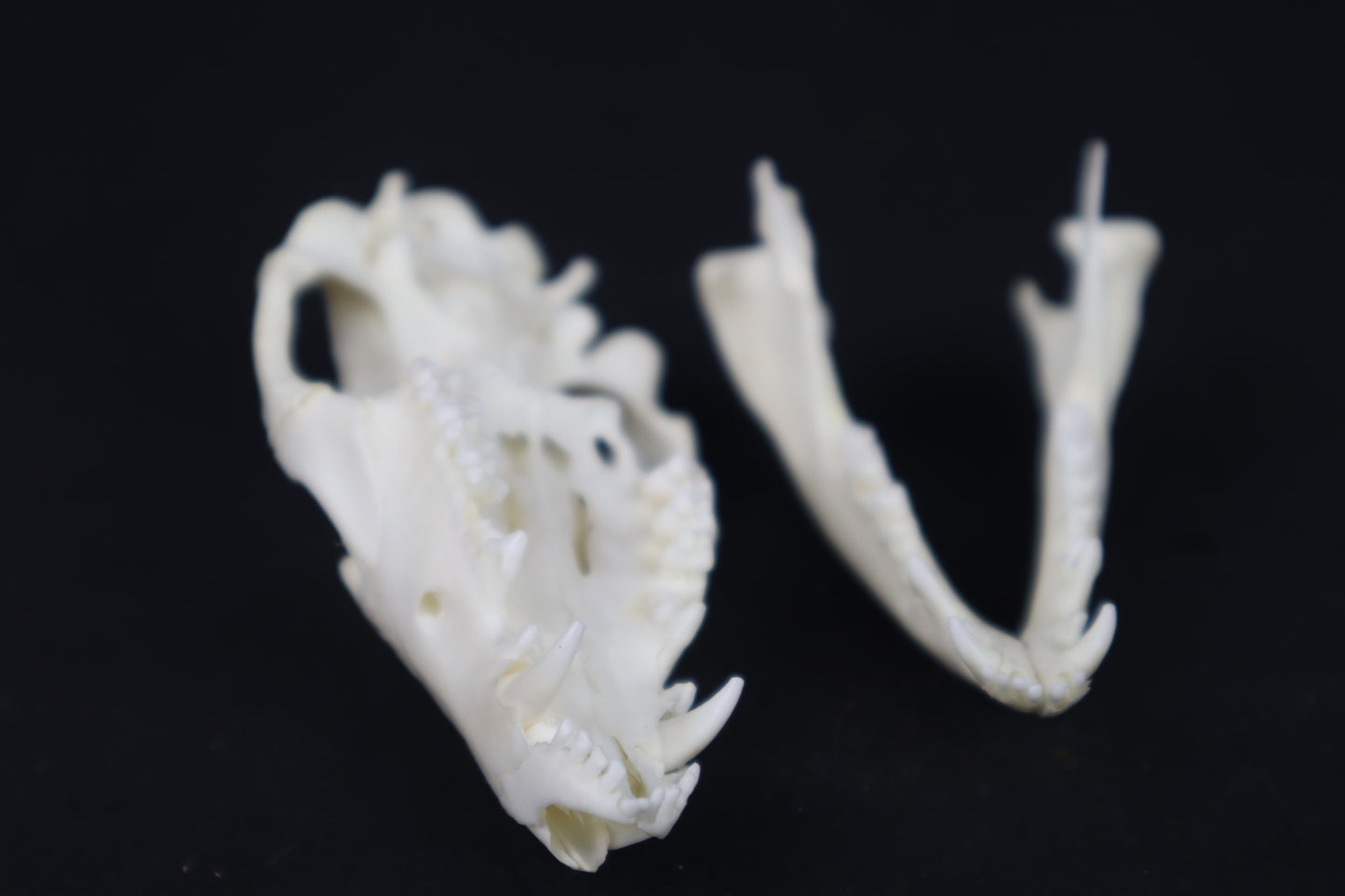 Pathological Opossum Skull
