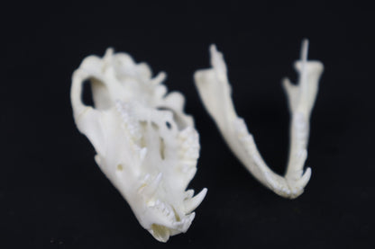 Pathological Opossum Skull