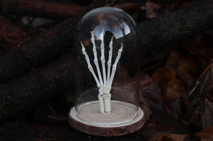 Polydactyl Cat Paw Articulation in Glass Dome