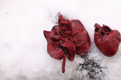 Dry Preserved Groundhog Heart and Lungs