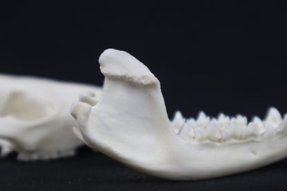 Pathological Opossum Skull
