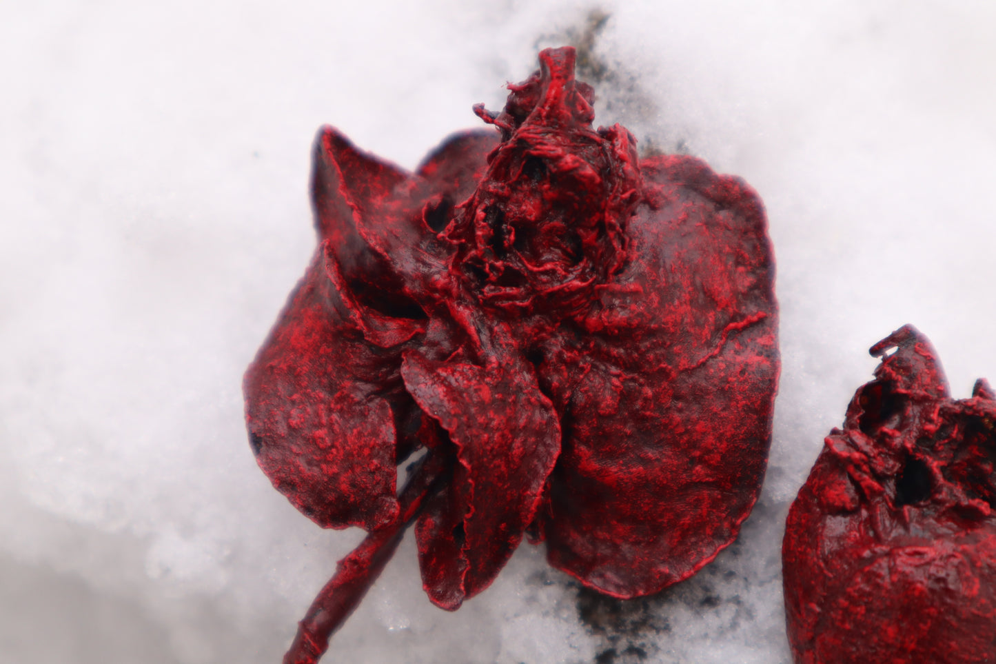 Dry Preserved Groundhog Heart and Lungs