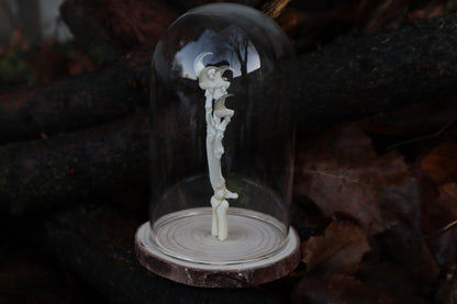 Polydactyl Cat Paw Articulation in Glass Dome