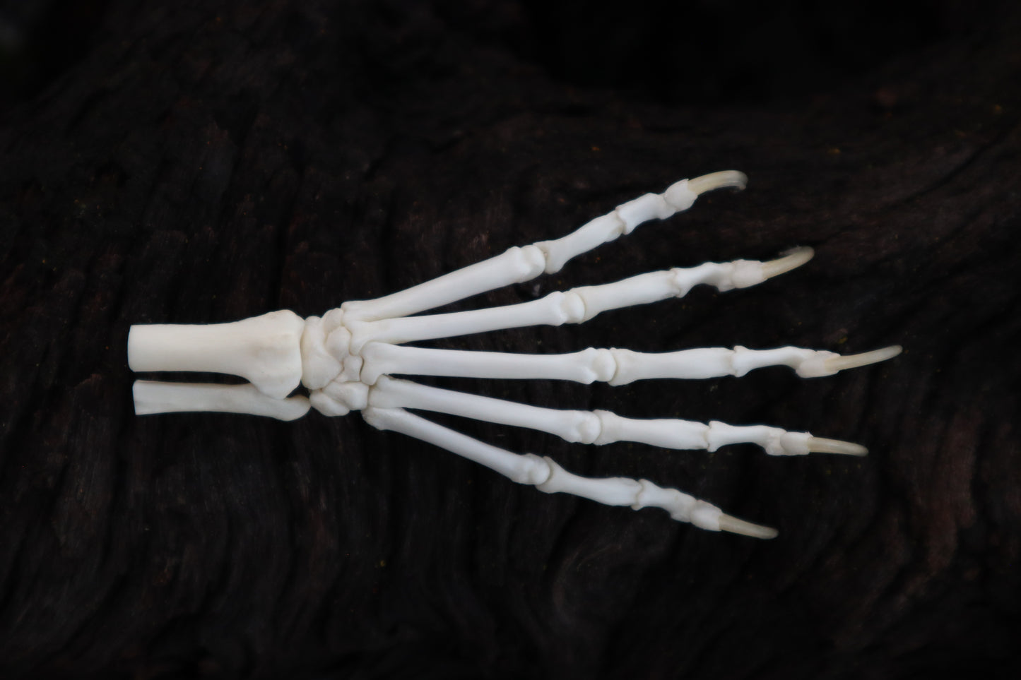 Polydactyl Cat Paw Articulation in Glass Dome