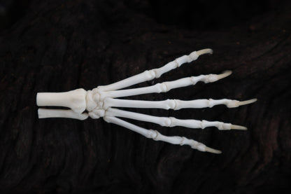 Polydactyl Cat Paw Articulation in Glass Dome