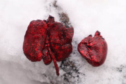 Dry Preserved Groundhog Heart and Lungs