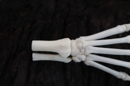 Polydactyl Cat Paw Articulation in Glass Dome