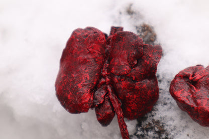 Dry Preserved Groundhog Heart and Lungs