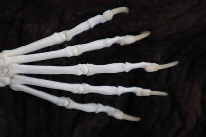 Polydactyl Cat Paw Articulation in Glass Dome