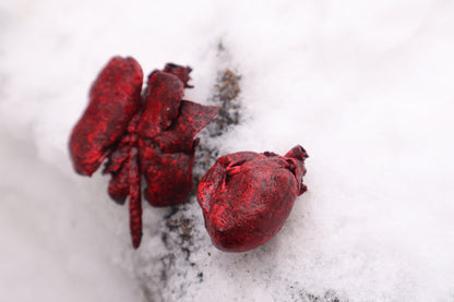 Dry Preserved Groundhog Heart and Lungs