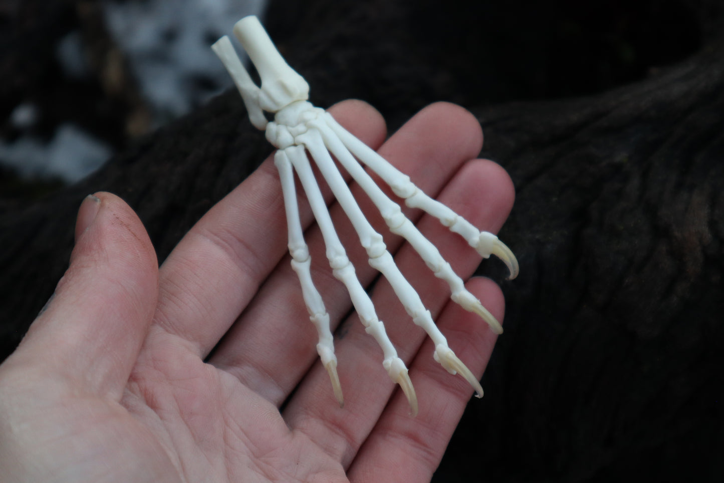 Polydactyl Cat Paw Articulation in Glass Dome
