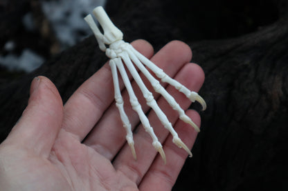 Polydactyl Cat Paw Articulation in Glass Dome
