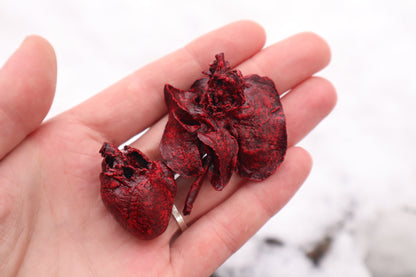Dry Preserved Groundhog Heart and Lungs