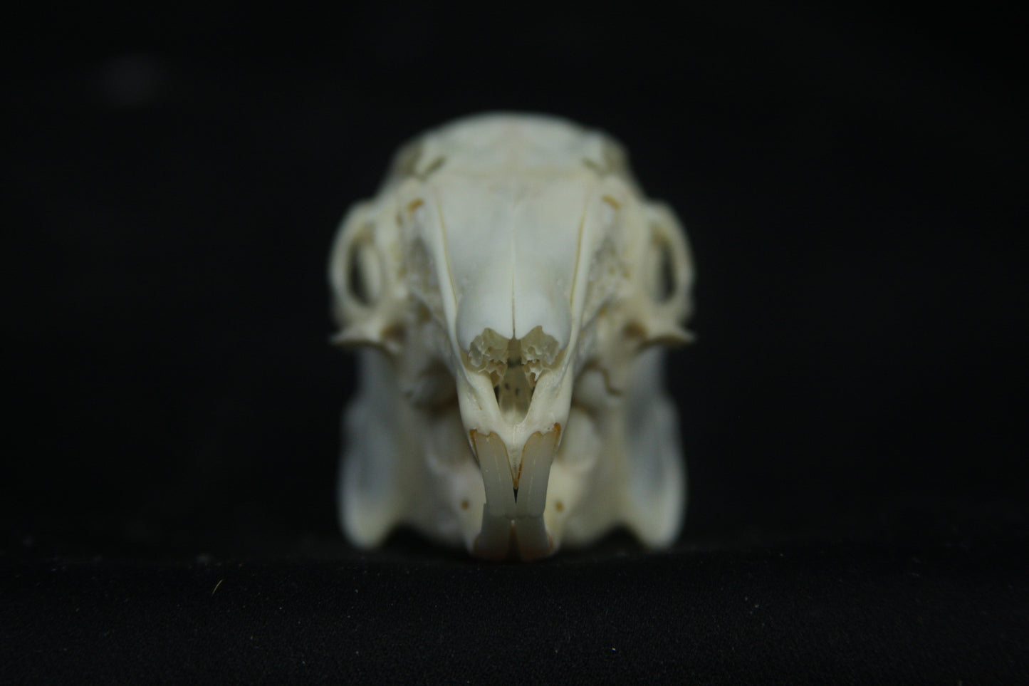 Cottontail Rabbit Skull