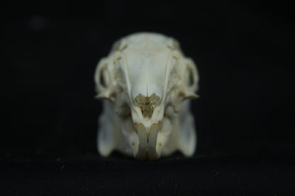 Cottontail Rabbit Skull
