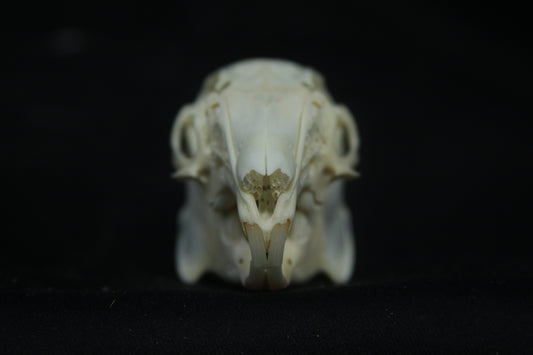 Cottontail Rabbit Skull