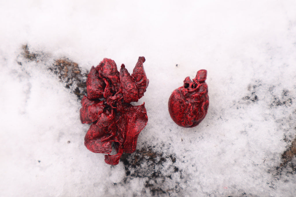 Reserved for Cora - Dry Preserved Kitten Heart and Lungs