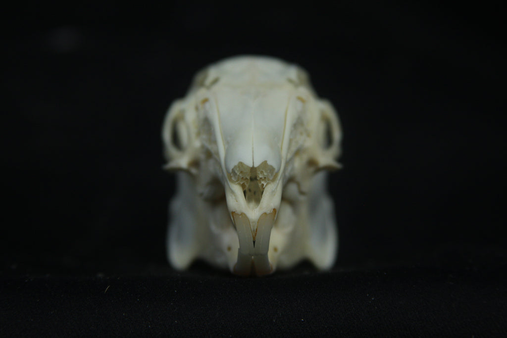 Cottontail Rabbit Skull