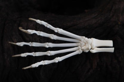 Polydactyl Cat Paw Articulation in Glass Dome