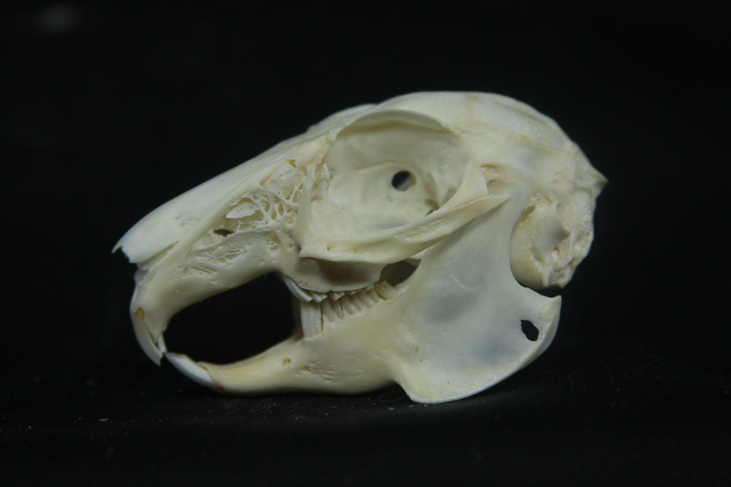 Cottontail Rabbit Skull
