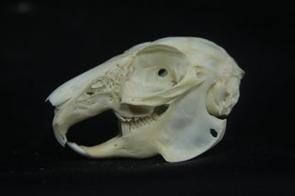 Cottontail Rabbit Skull