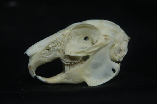 Cottontail Rabbit Skull