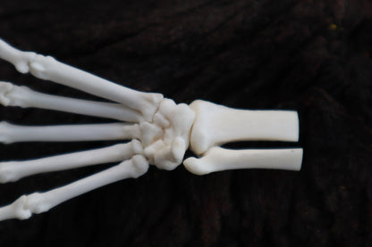 Polydactyl Cat Paw Articulation in Glass Dome