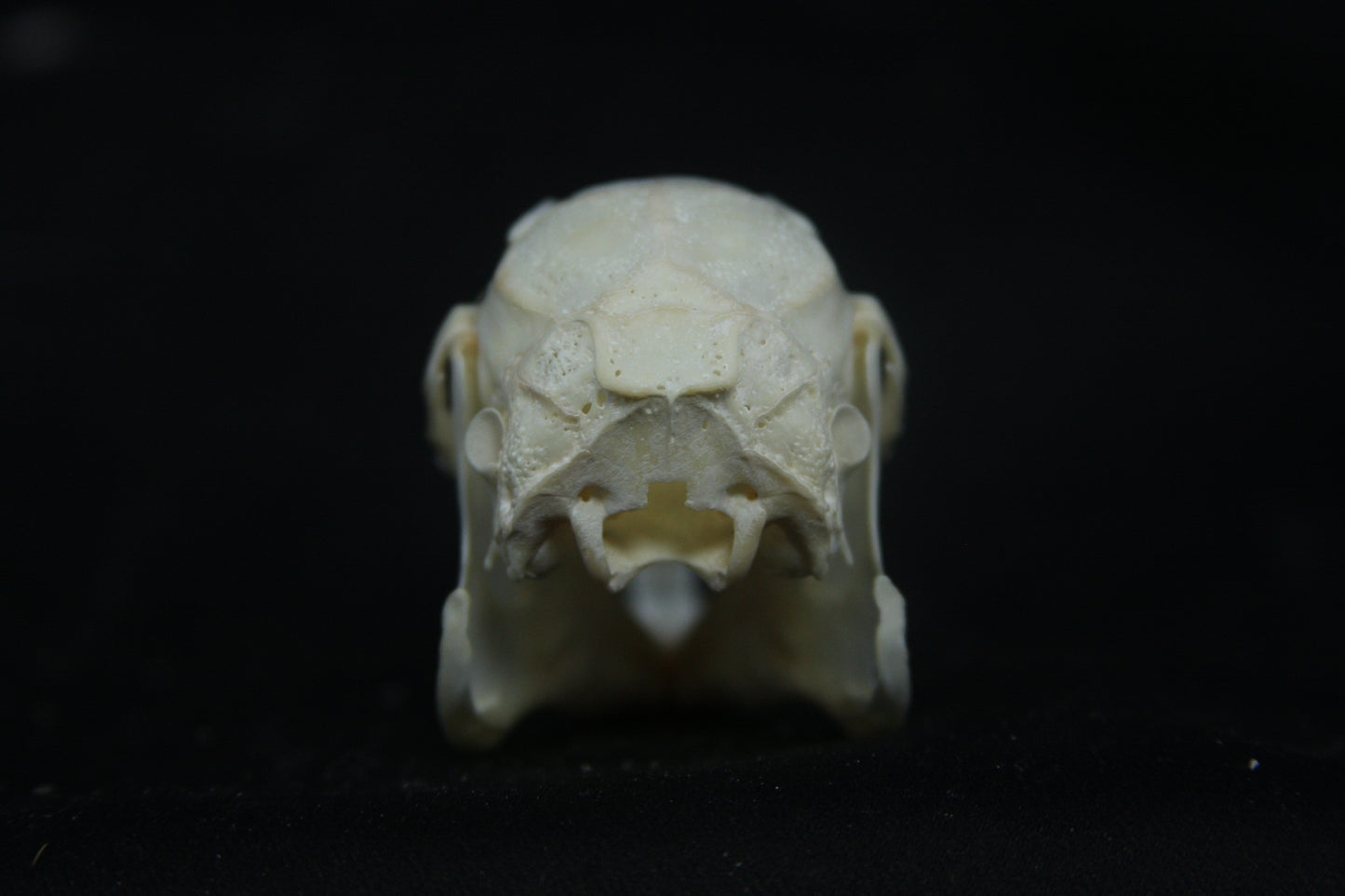 Cottontail Rabbit Skull