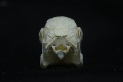 Cottontail Rabbit Skull