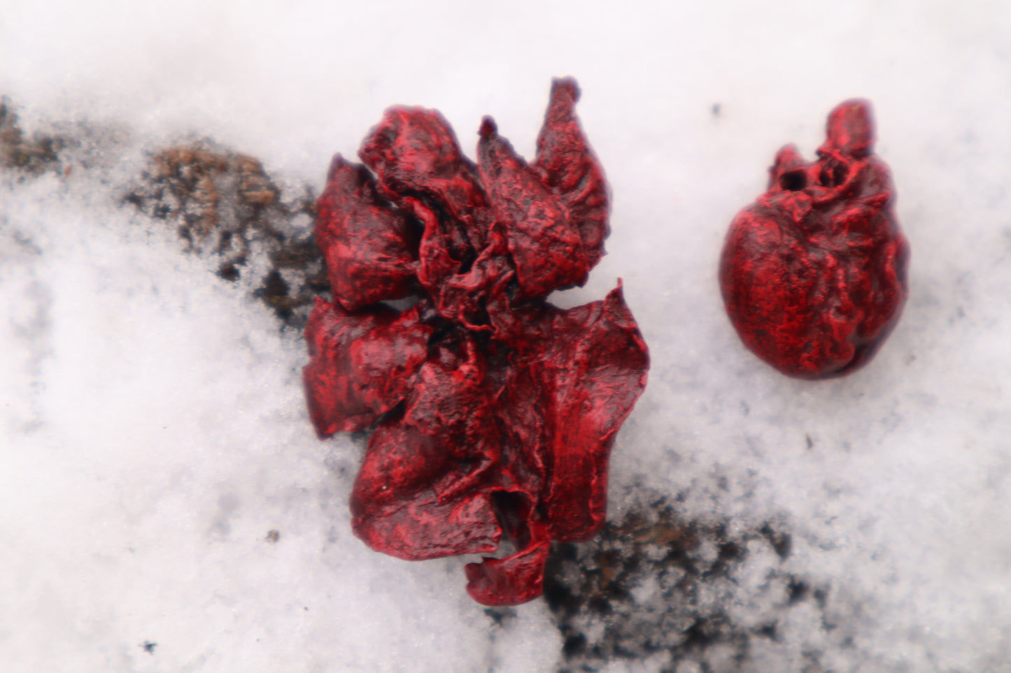Reserved for Cora - Dry Preserved Kitten Heart and Lungs