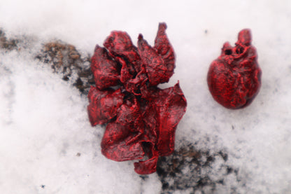 Reserved for Cora - Dry Preserved Kitten Heart and Lungs