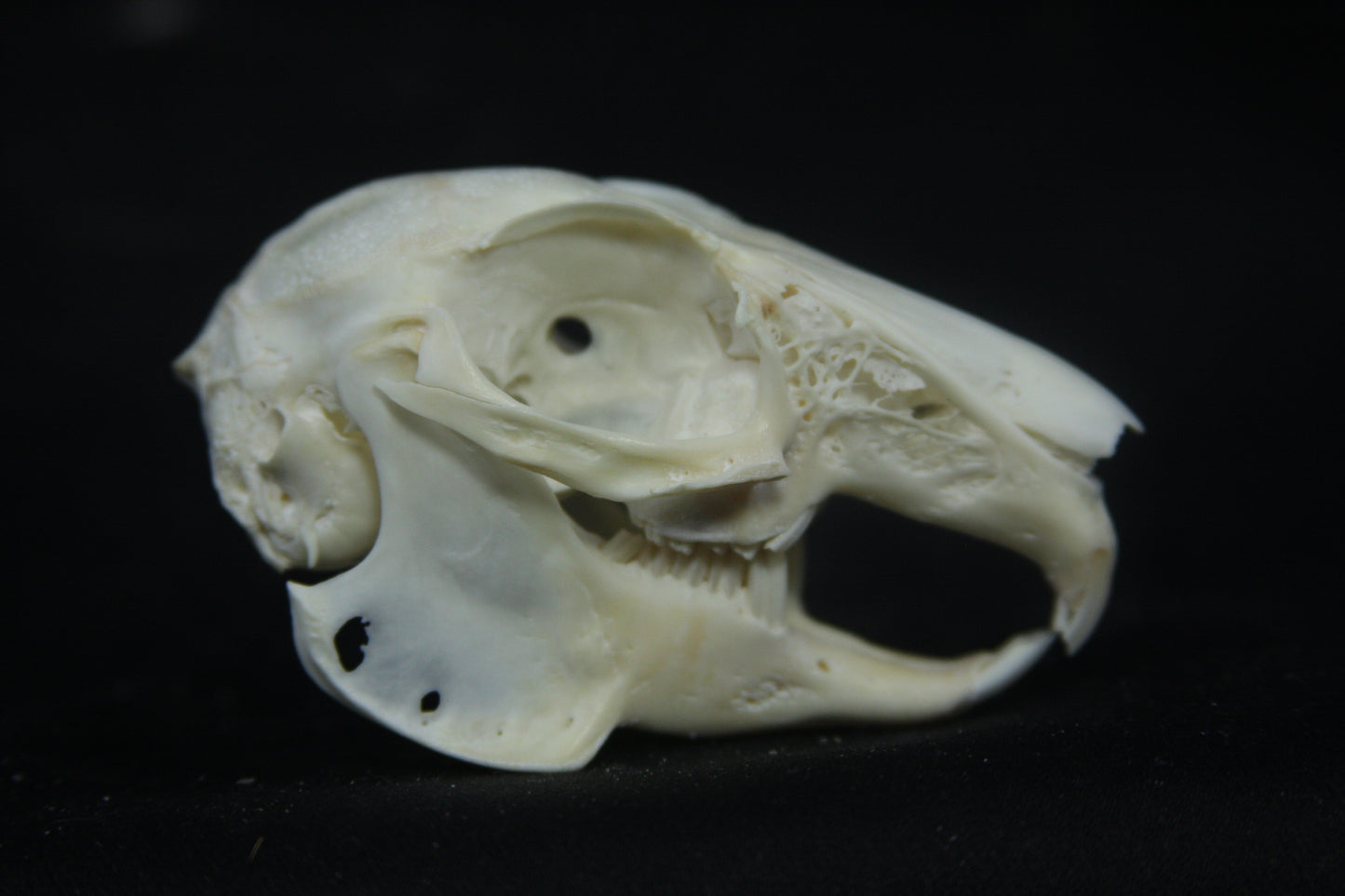 Cottontail Rabbit Skull