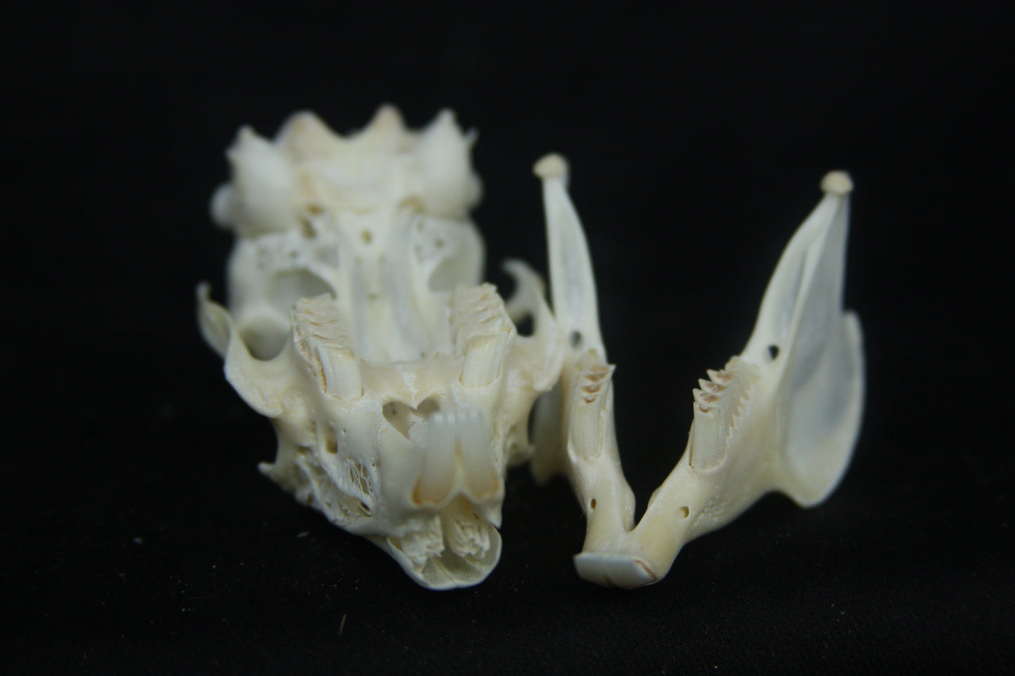 Cottontail Rabbit Skull