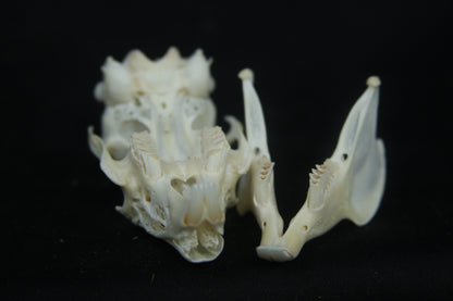 Cottontail Rabbit Skull