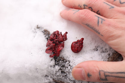 Reserved for Cora - Dry Preserved Kitten Heart and Lungs