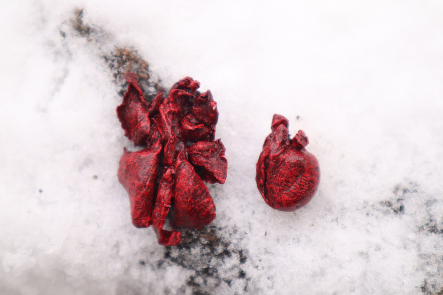 Reserved for Cora - Dry Preserved Kitten Heart and Lungs