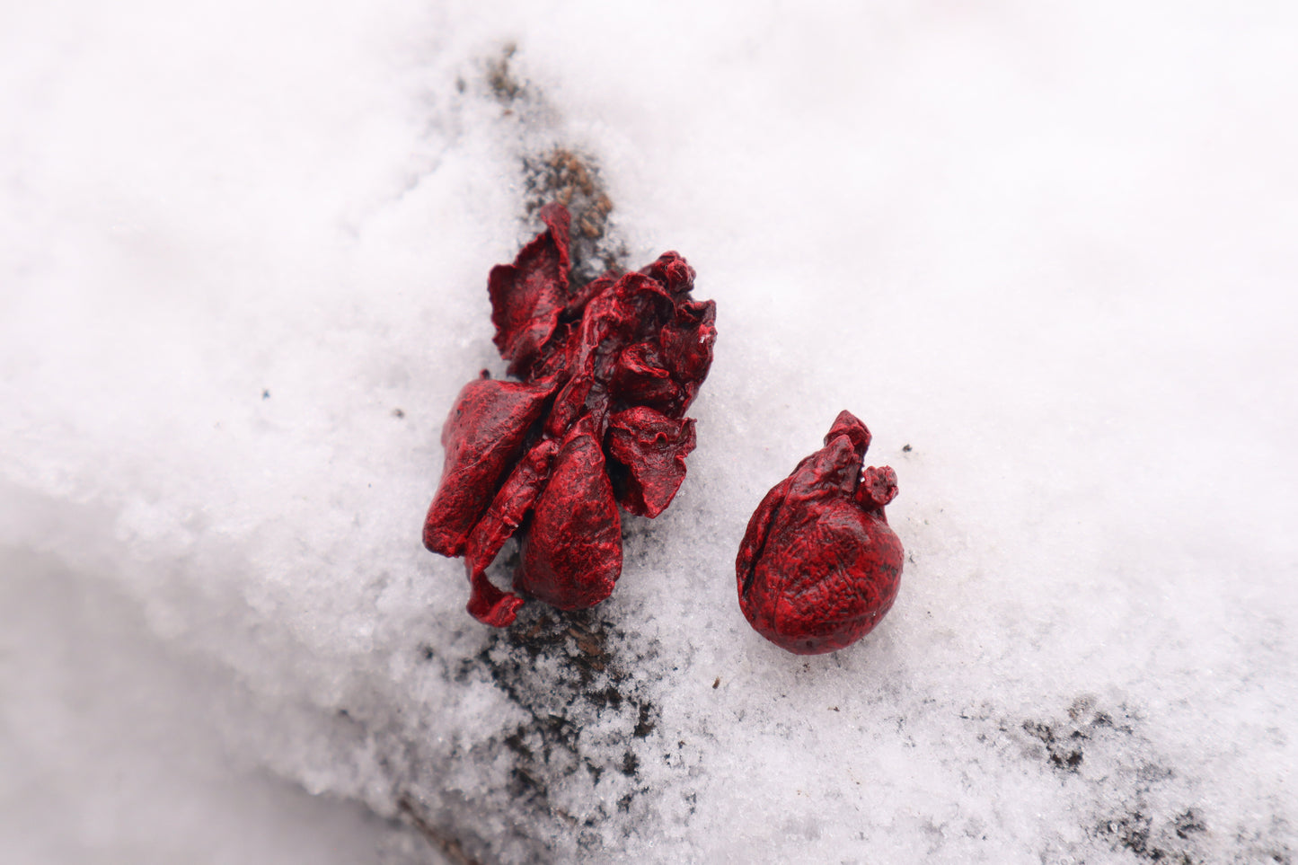 Reserved for Cora - Dry Preserved Kitten Heart and Lungs