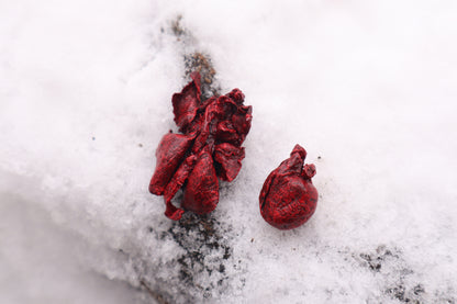 Reserved for Cora - Dry Preserved Kitten Heart and Lungs
