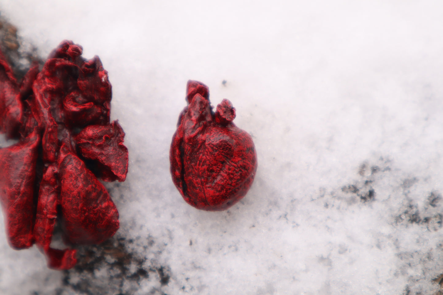 Reserved for Cora - Dry Preserved Kitten Heart and Lungs