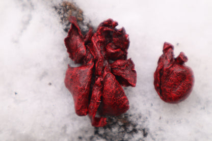 Reserved for Cora - Dry Preserved Kitten Heart and Lungs