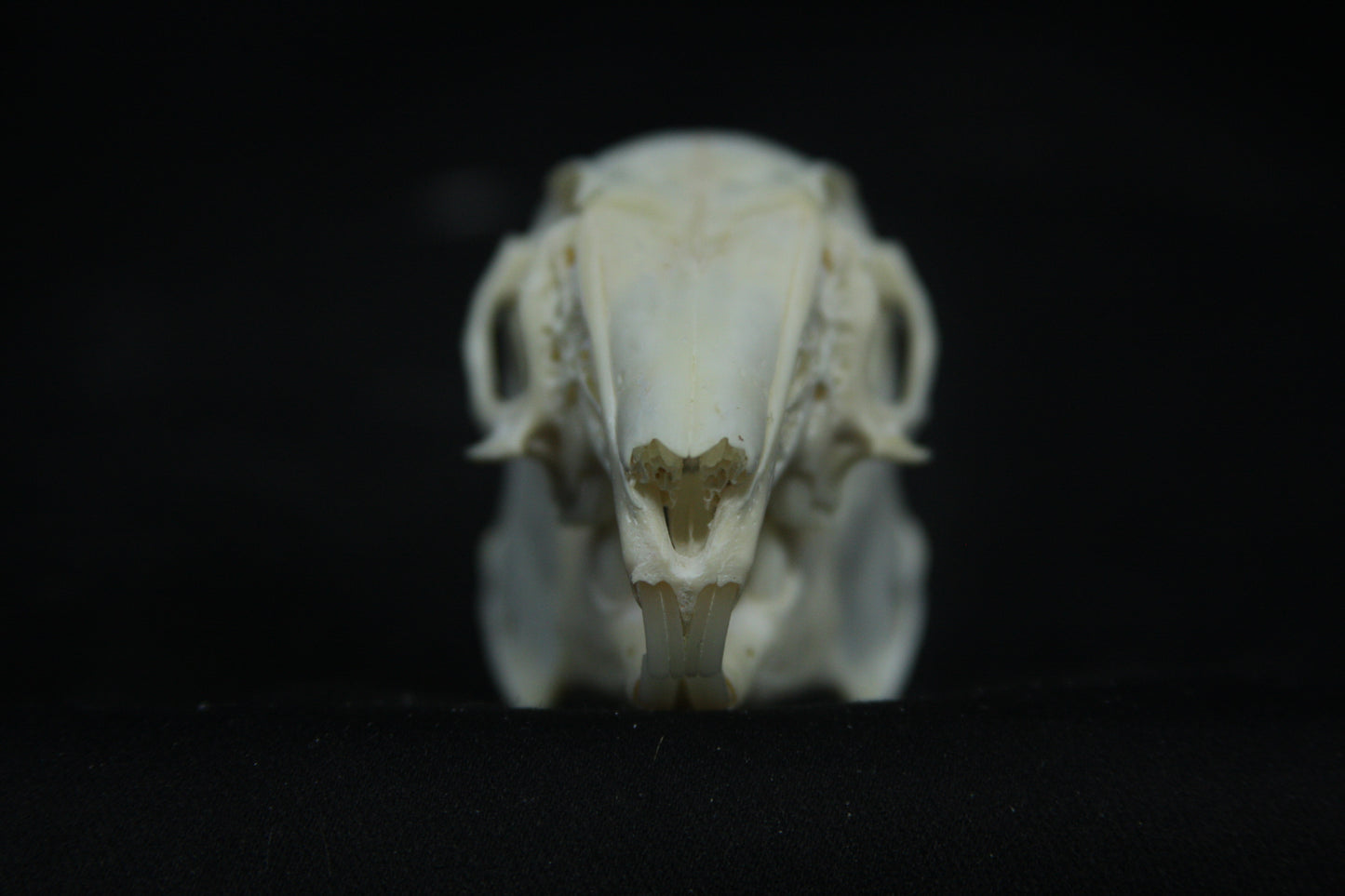 Cottontail Rabbit Skull