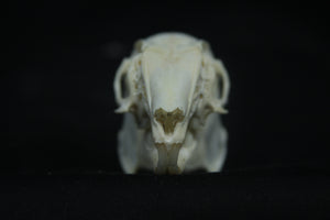 Cottontail Rabbit Skull