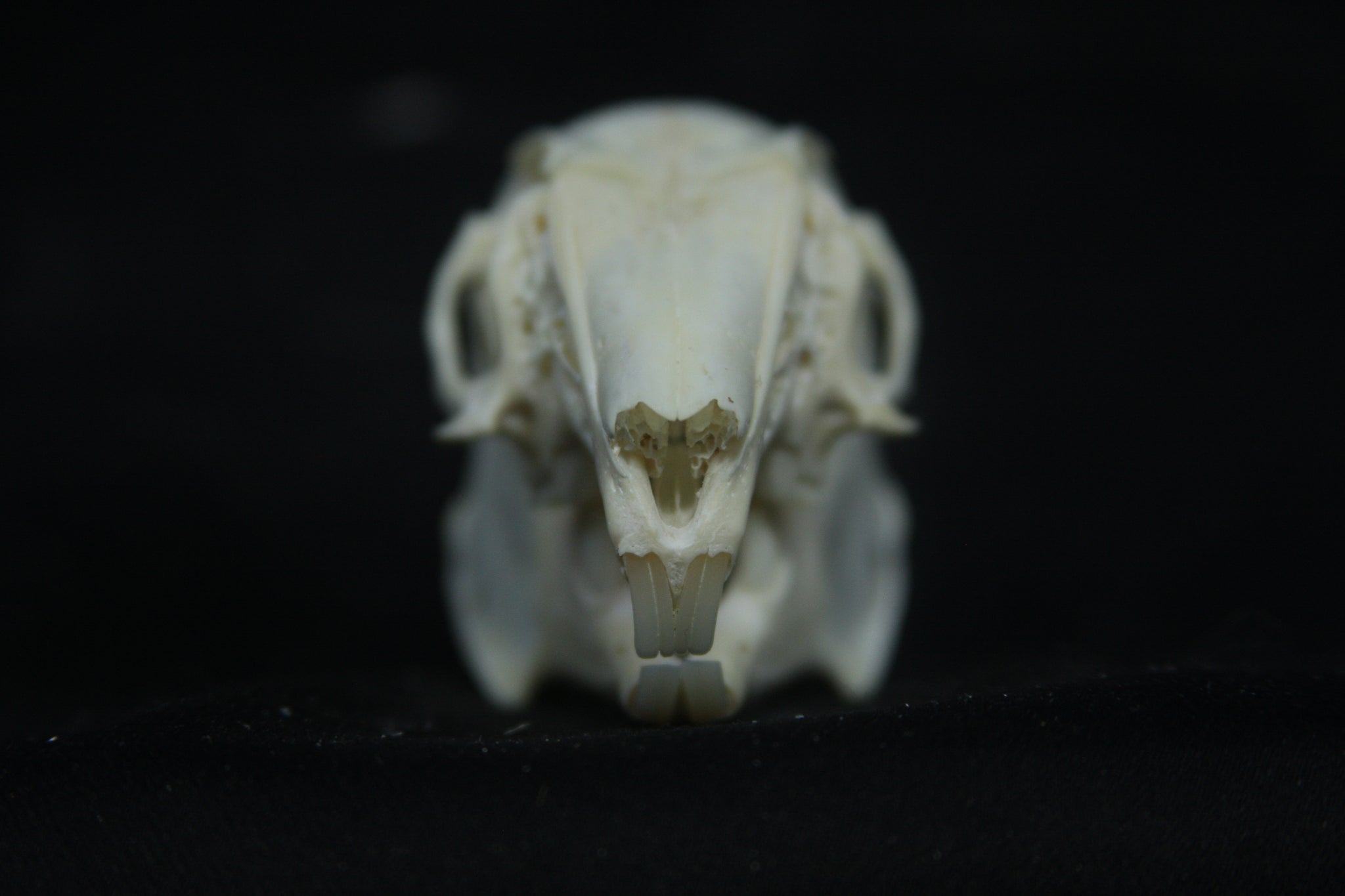 Cottontail Rabbit Skull