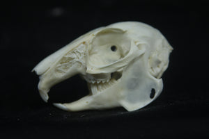 Cottontail Rabbit Skull