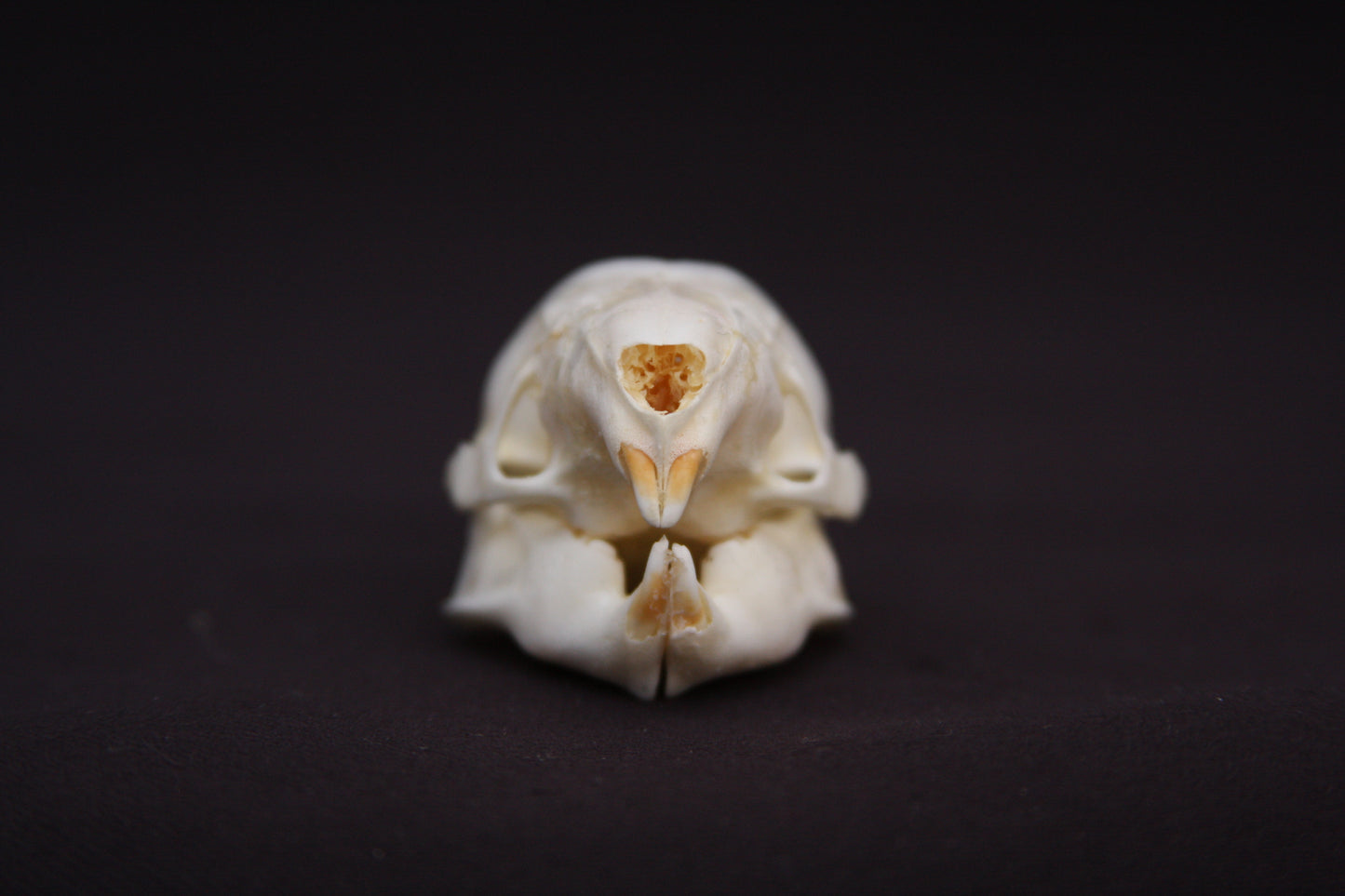Fetal Nutria Skull